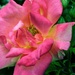 Close-up  by beryl