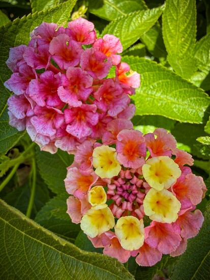 Lantana by shutterbug49