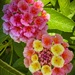 Lantana by shutterbug49