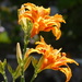 day lillies