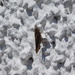 common field grasshopper