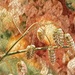 Briza Minor (Quaking Grass)~~~~~