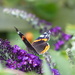 Red Admiral on Buddleia
