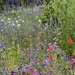 A Colourful Border at Harlow Carr by susiemc