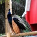 Proud Peacock