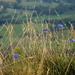 went up for harebells