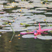 Model airplane stranded on water lilies