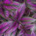 Persian Shield by kvphoto