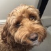 Doggo