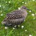 Juvenile Curlew