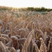 Fields of Gold