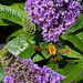 Hummingbird Moth