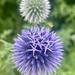 Globe Thistle 