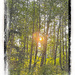 Contre-Jour