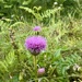Purple. 