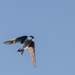 Barn Swallow Bringing Dinner Home