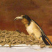 Barn Swallow Taking Away Poop Sack