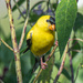 Male Goldfinch...