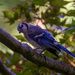 Blue Jay