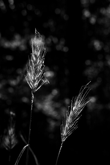 To Seeds by lsquared