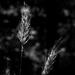 To Seeds