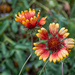 Gaillardia pulchella...