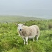 Sheep in Uig. 