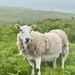 Sheep. 