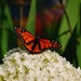 Morning Monarch