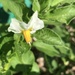 Potato Flower