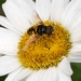 On a Daisy