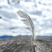 I Found A Feather 