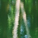 Two birches