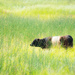 Ocean of Grass