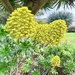 Aeonium