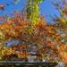 Some colourful branches at R&V