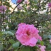 I passed this beautiful rose bush bursting with colour… 