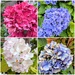 Hydrangea heaven - 2026 heatwave version 