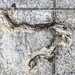 Snake skin 