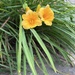 Daylily