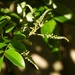 Budding...