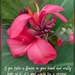 A world in a flower 