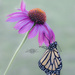 Monarch Butterfly (Danaus plexippus)