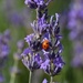 Obliging Ladybird