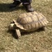 Wandering tortoise 