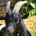 Hot goat enjoying the afternoon sun.