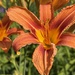 Lily from our Garden