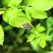 Mint moth (Pyrausta aurata)