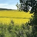 Canola Field