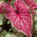 Caladium